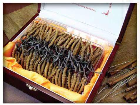 思南冬虫夏草回收